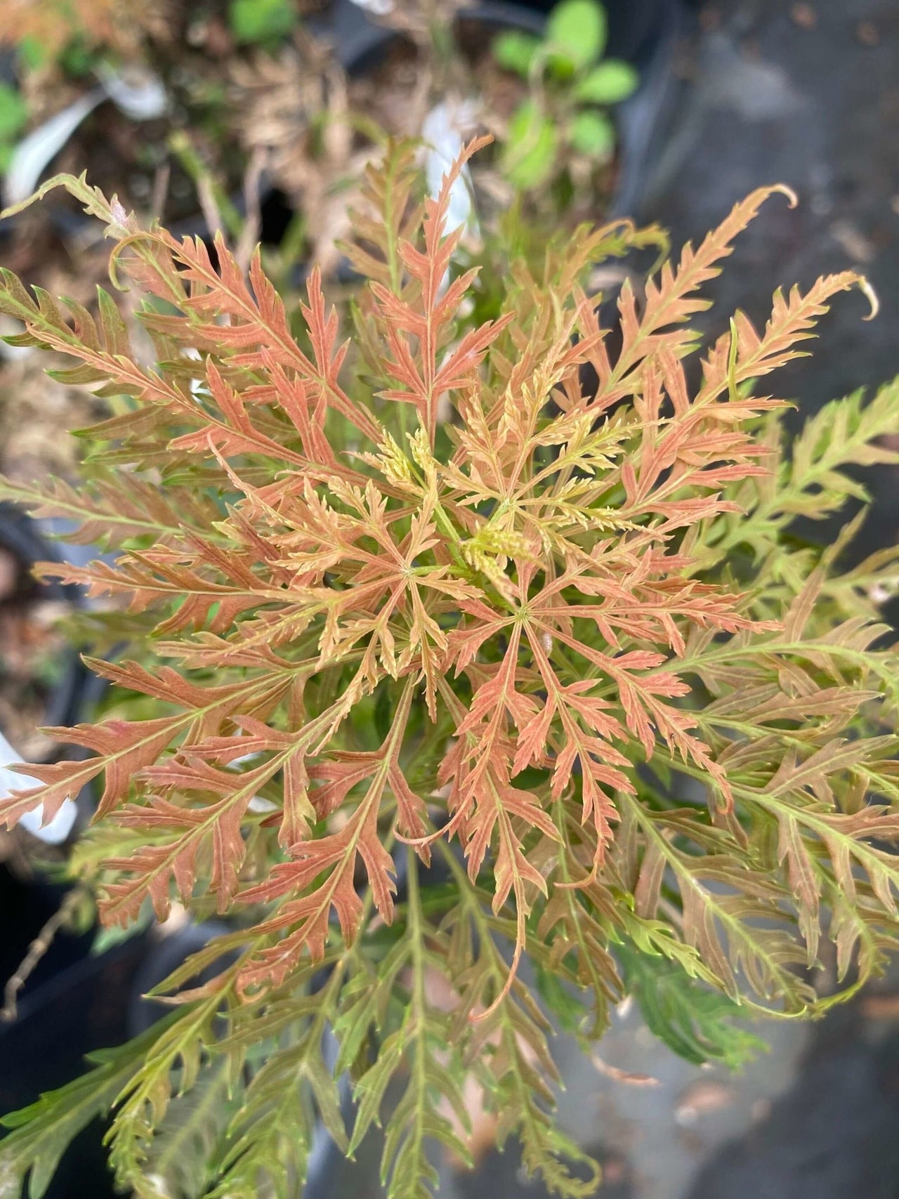 Acer palmatum 'Emma' - mapleridgenursery