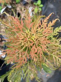 Thumbnail for Acer palmatum 'Emma' - mapleridgenursery