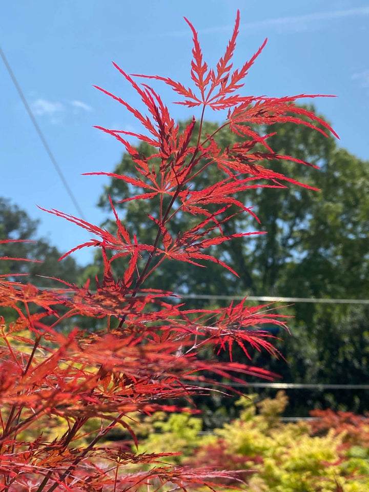 Angry Maple 英語 PSA8 Weeping Japanese Maple | Bold Spring