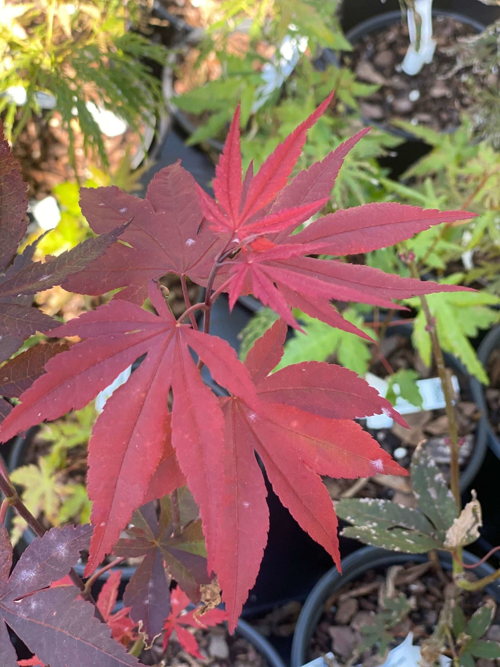 Acer palmatum 'Englishtown' Dwarf Japanese Maple – Maple Ridge Nursery