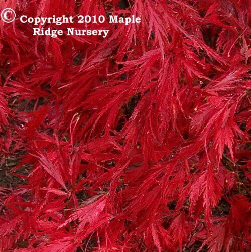 Acer palmatum 'Ever Red' Weeping Japanese Maple