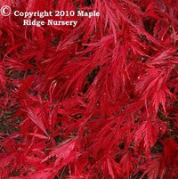 Thumbnail for Acer palmatum 'Ever Red' Weeping Japanese Maple