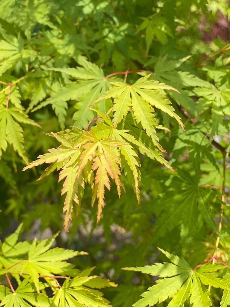 Acer palmatum 'Fall's Fire' Fall Color Japanese Maple – Maple Ridge Nursery