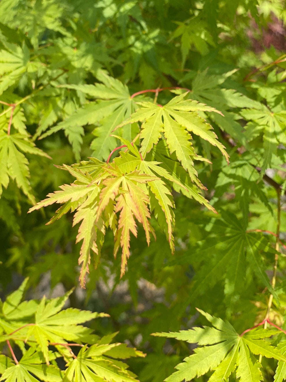 Wildfire Maple Acer palmatum 'Fall's Fire' Fall Color Japanese Maple – Maple Ridge Nursery