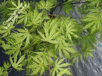 Thumbnail for Acer palmatum 'Filigree' - mapleridgenursery