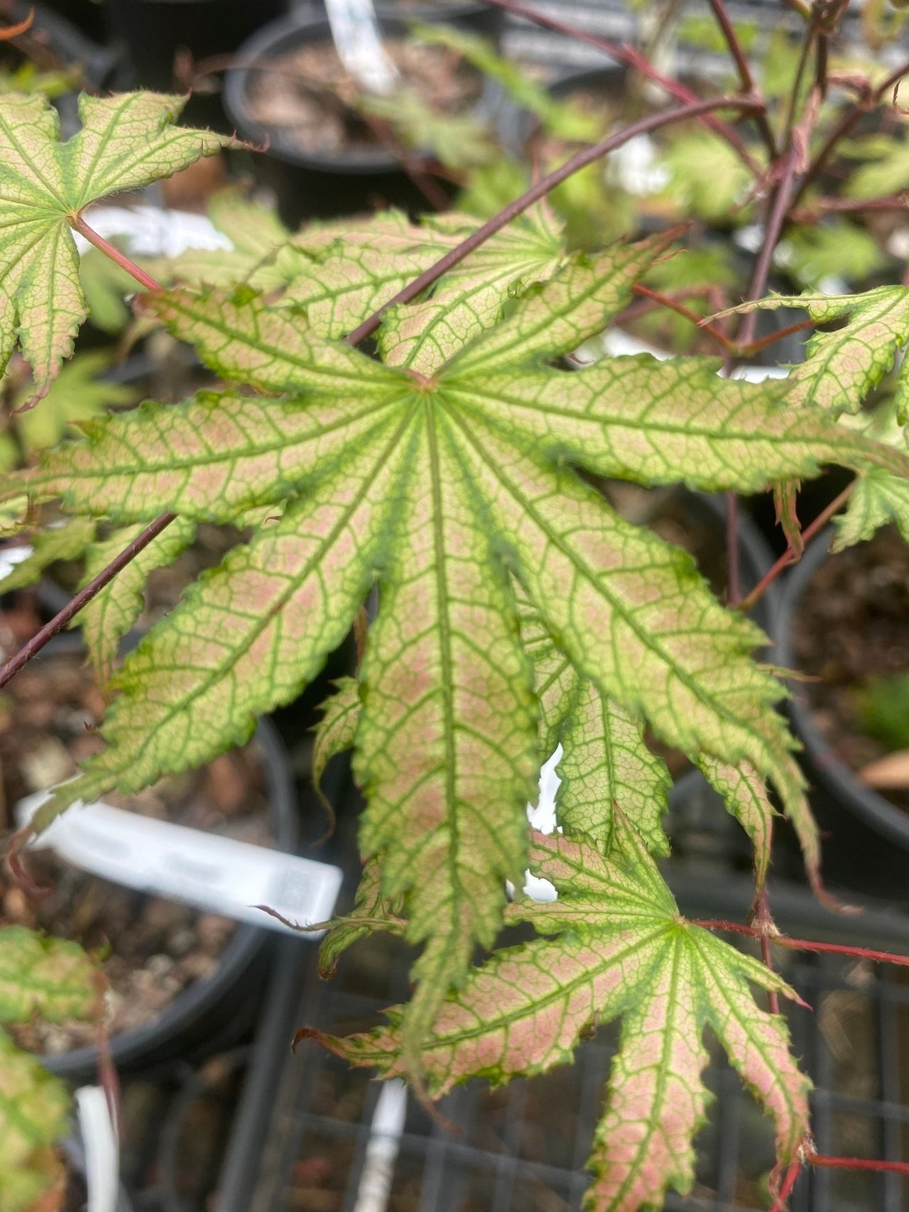 Acer palmatum 'Firefly' Reticulated Japanese Maple - Maple Ridge Nursery