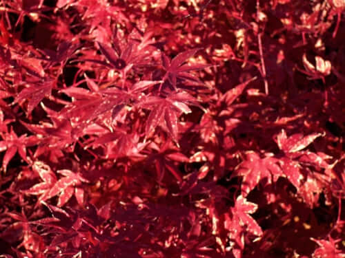 Acer palmatum 'Fireglow' - mapleridgenursery