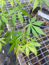 Thumbnail for Acer palmatum 'Fountain of Youth' Weeping Japanese Maple - Maple Ridge Nursery