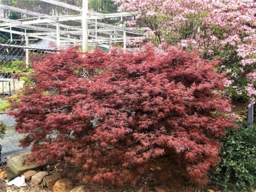 Acer palmatum 'Garnet' - mapleridgenursery