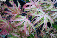 Thumbnail for Acer palmatum 'Geisha' - mapleridgenursery