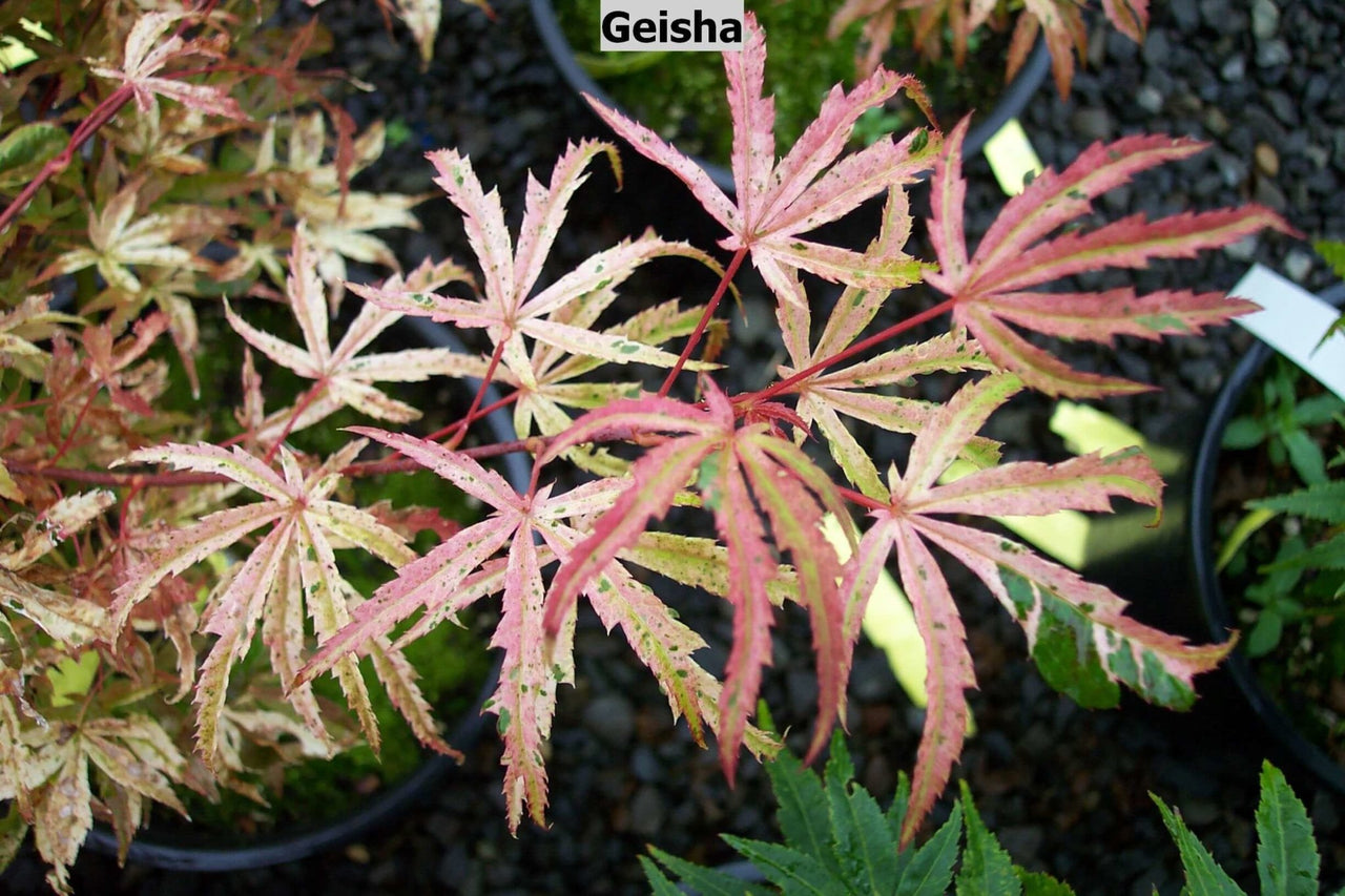 Acer palmatum 'Geisha' - mapleridgenursery
