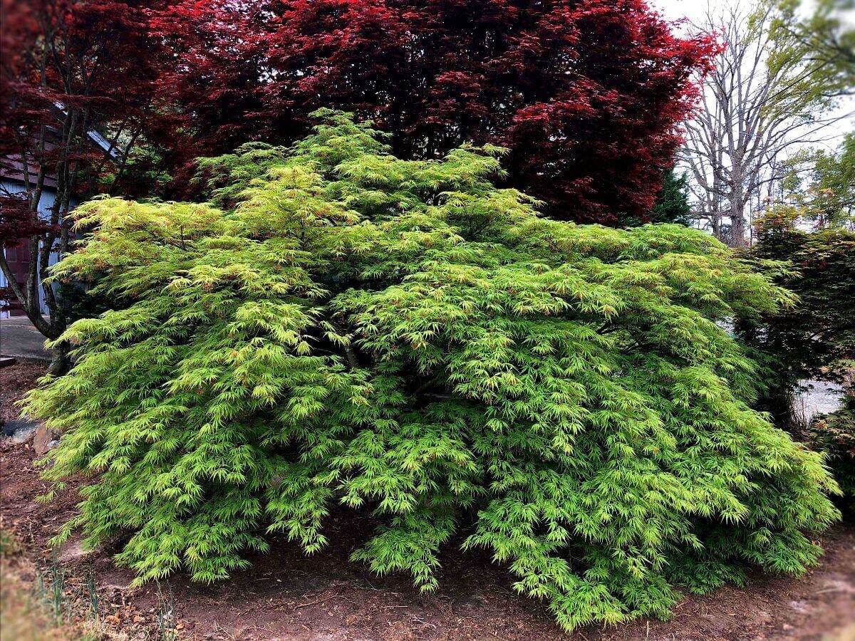 Acer palmatum 'Germaine's Gyration' - mapleridgenursery