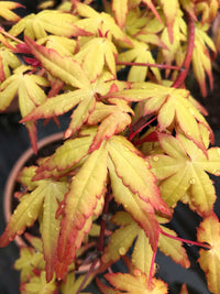 Thumbnail for Acer palmatum 'Golden Falls' - mapleridgenursery