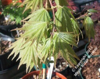 Thumbnail for Acer palmatum 'Green Elf' - mapleridgenursery