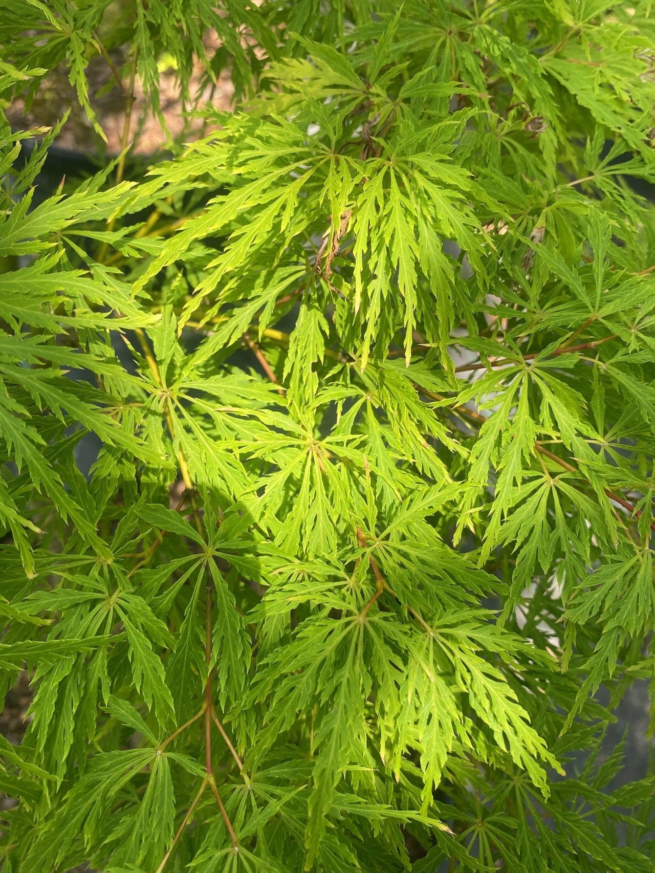 Acer palmatum 'Green Spider' - mapleridgenursery