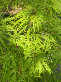 Thumbnail for Acer palmatum 'Green Spider' - mapleridgenursery
