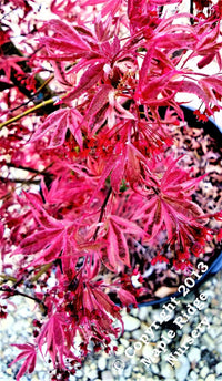 Thumbnail for Acer palmatum 'Gwen's Rose Delight' - mapleridgenursery