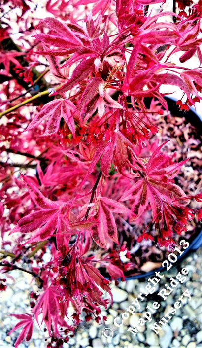 Acer Palmatum 'Gwen's Rose Delight' Variegated Japanese Maple – Maple ...