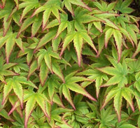 Thumbnail for Acer palmatum 'Hanami nishiki' - mapleridgenursery