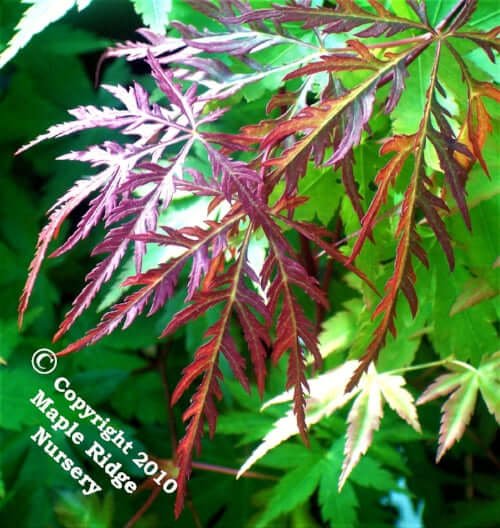Red weeping dwarf japanese maples maple ridge nursery