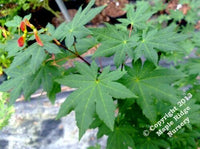 Thumbnail for Acer palmatum 'Herbstfeuer' - mapleridgenursery