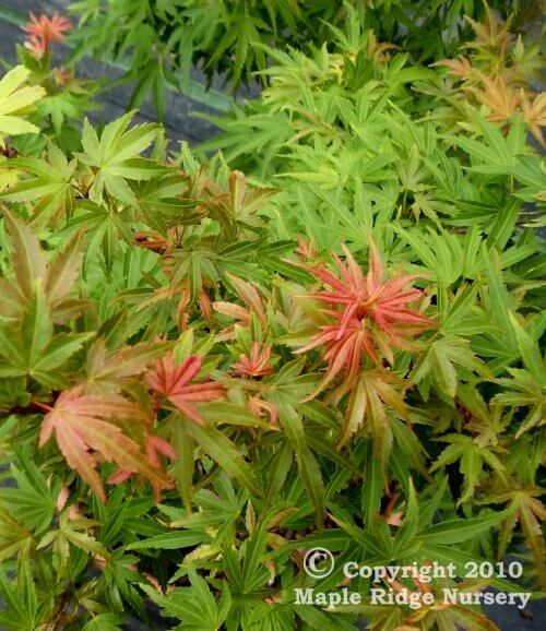 Acer palmatum 'Hickory Hollow' - mapleridgenursery