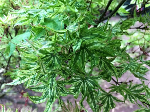 Acer palmatum 'Higasa yama' - mapleridgenursery