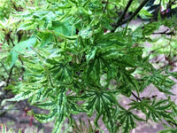 Thumbnail for Acer palmatum 'Higasa yama' - mapleridgenursery