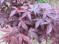 Thumbnail for Acer palmatum 'Hime Shojo' - mapleridgenursery