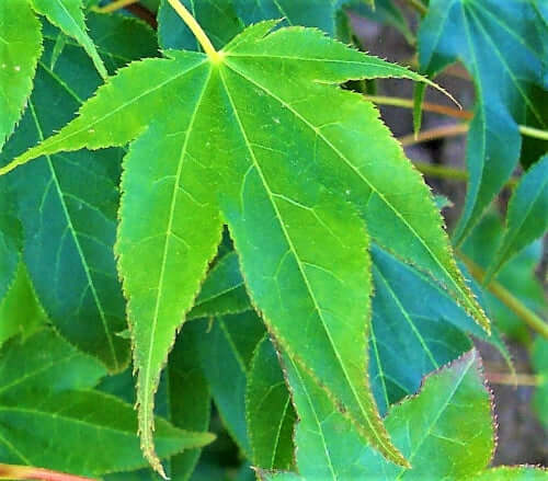 Acer palmatum 'Hogyoku' - mapleridgenursery