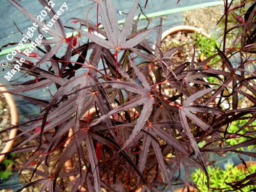Acer palmatum 'Hubb's Red Willow' - mapleridgenursery