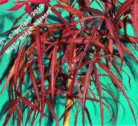 Thumbnail for Acer palmatum 'Hubb's Red Willow' - mapleridgenursery