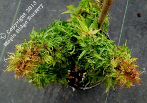 Acer palmatum 'Hupp's Dwarf' - mapleridgenursery