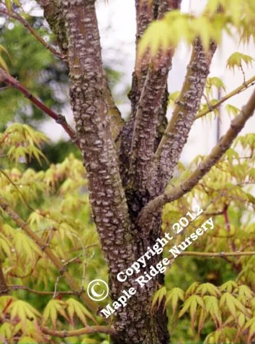 Acer palmatum 'Ibo nishiki' - mapleridgenursery