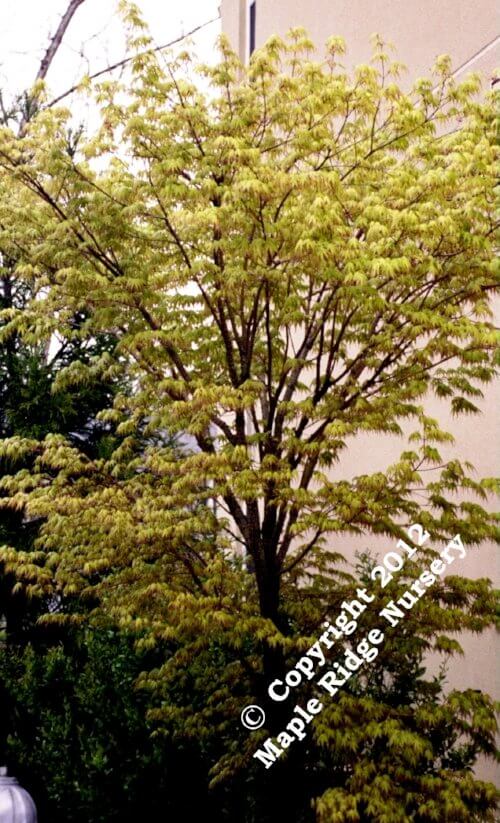 Acer palmatum 'Ibo nishiki' - mapleridgenursery