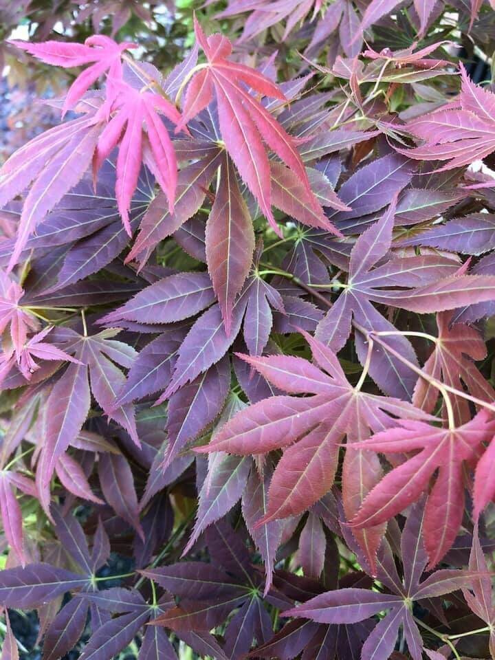 Acer palmatum 'Iijima Sunago' - mapleridgenursery