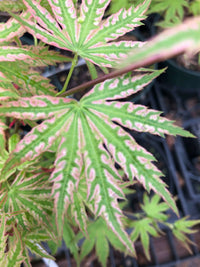 Thumbnail for Acer palmatum 'Ikandi' - mapleridgenursery