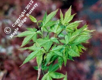 Thumbnail for Acer palmatum 'Issai nishiki momiji' - mapleridgenursery