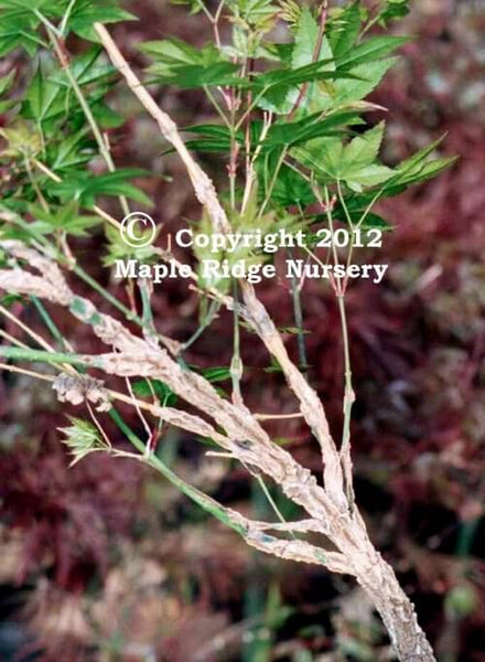 Acer palmatum 'Issai nishiki momiji' Rough Bark Japanese Maple