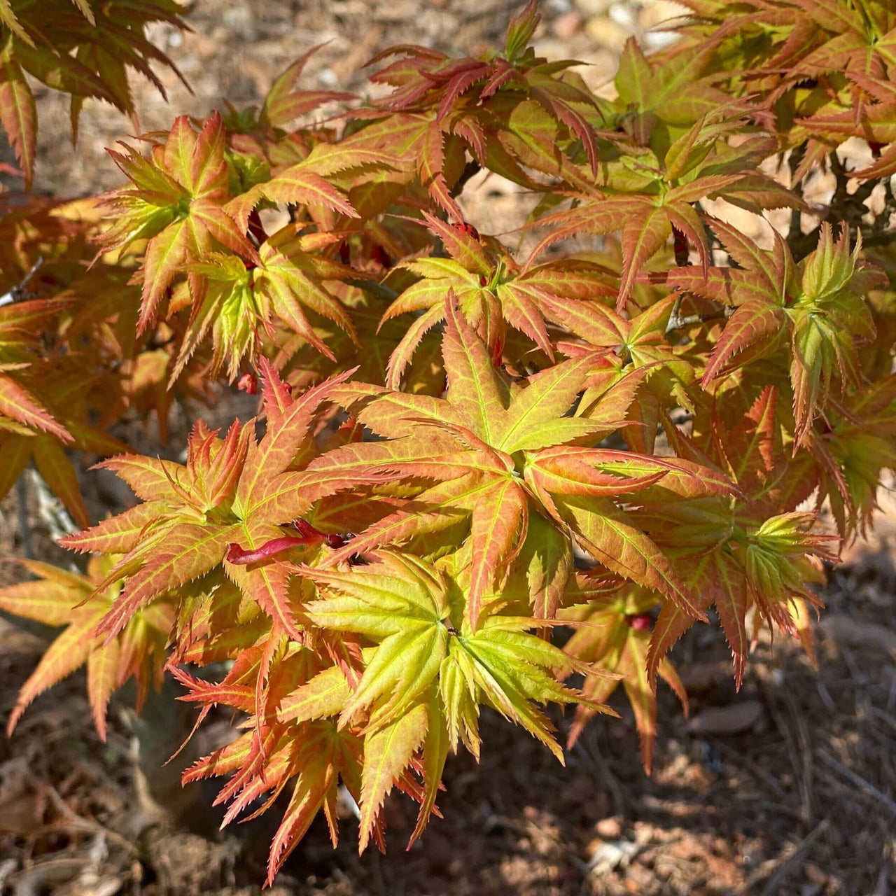 Acer palmatum 'Japanese Princess' - mapleridgenursery