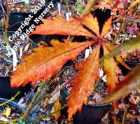 Thumbnail for Acer palmatum 'JJ Fire Red' - mapleridgenursery