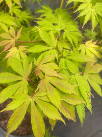 Thumbnail for Acer palmatum 'Kaga kujaku' - Maple Ridge Nursery