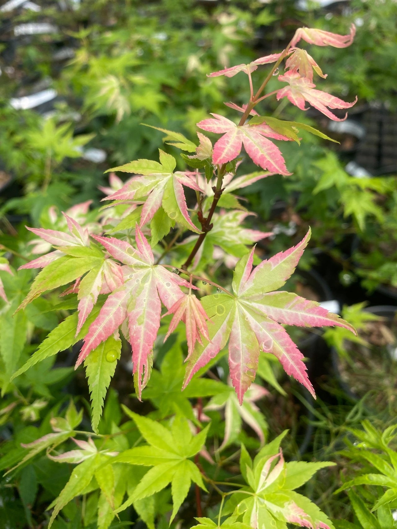 Acer palmatum 'Kara su gawa' Variegated Japanese Maple - Maple Ridge Nursery