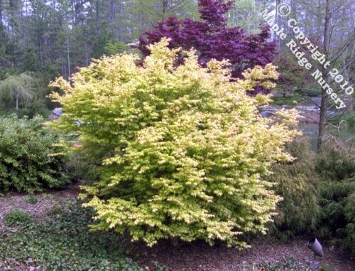 Acer palmatum 'Katsura' Yellow Japanese Maple
