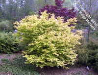 Thumbnail for Acer palmatum 'Katsura' Yellow Japanese Maple