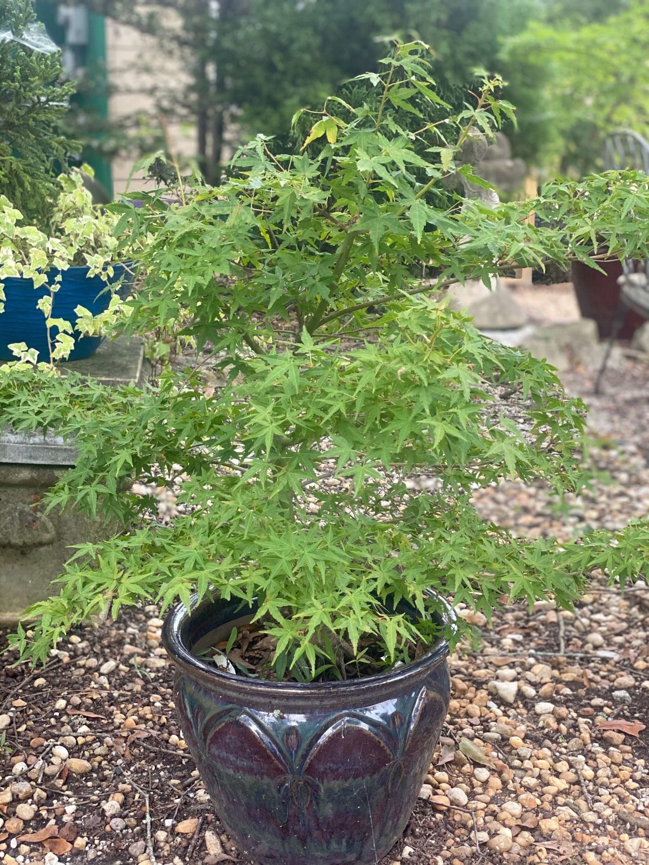 Acer palmatum 'Katsura hime' - Maple Ridge Nursery