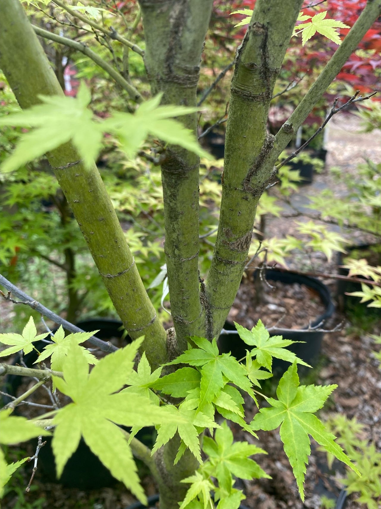 Acer palmatum 'Kawahara no midori' Green Bark Japanese Maple - Maple Ridge Nursery