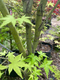 Thumbnail for Acer palmatum 'Kawahara no midori' Green Bark Japanese Maple - Maple Ridge Nursery