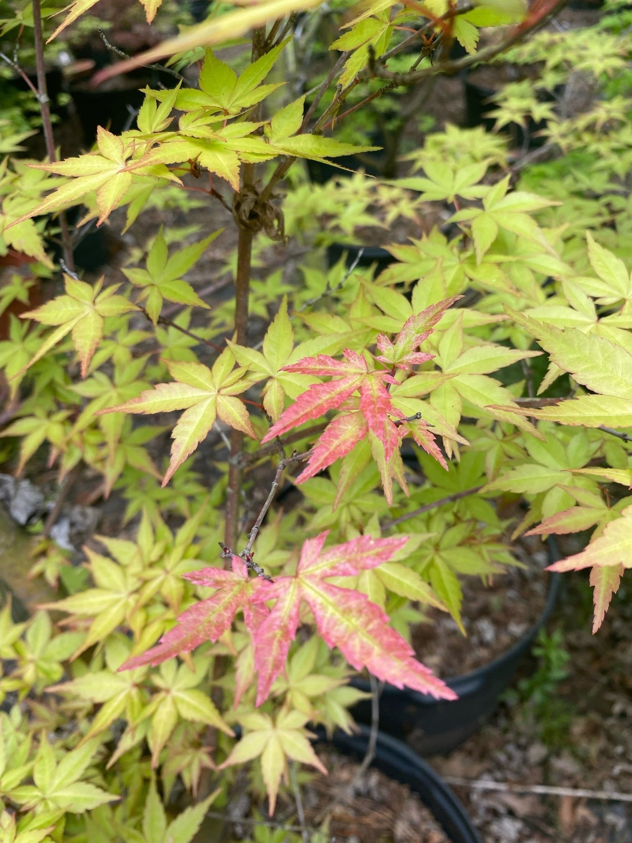 Acer palmatum 'Kawahara Rose' Corallinum Japanese Maple - Maple Ridge Nursery