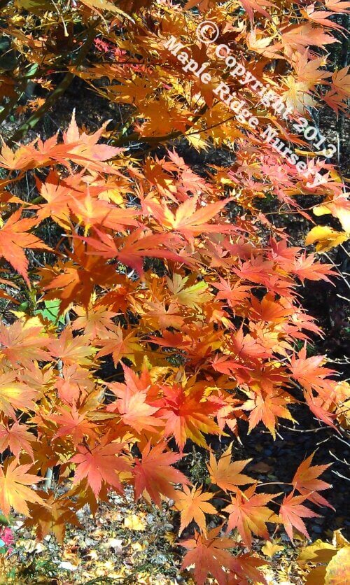 Acer palmatum 'Ki hachijo' Green Japanese Maple